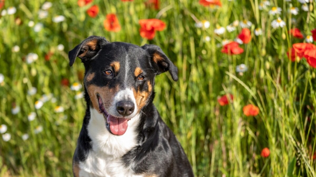 Meet the Appenzeller Sennenhund: 10 Traits of This Rare Swiss Breed 8 Meet the Appenzeller Sennenhund: 10 Traits of This Rare Swiss Breed - The Cheeky Expression dp483643178