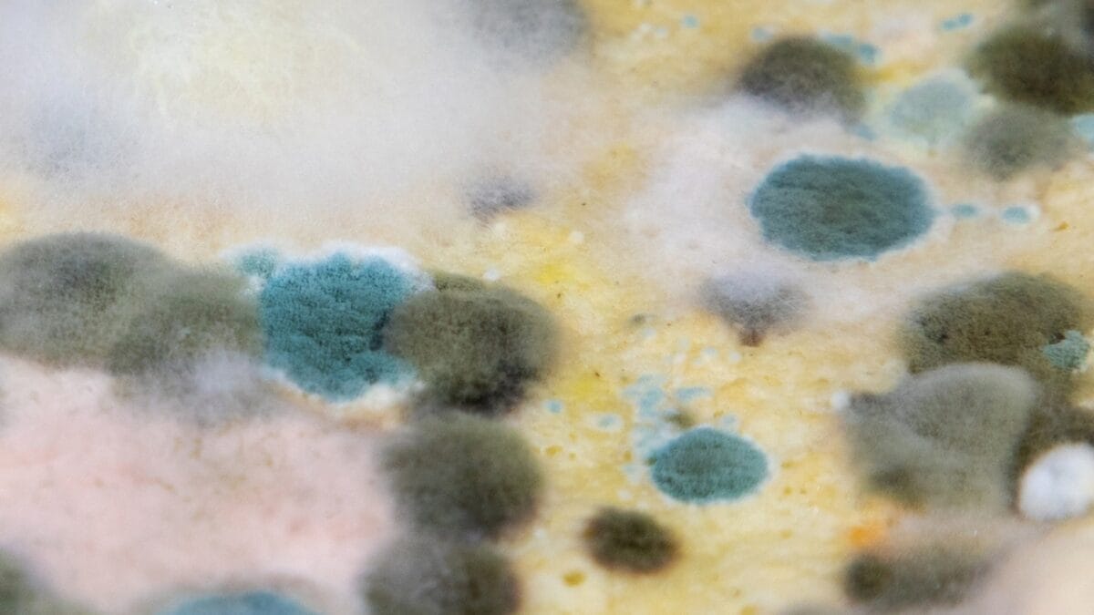 Don't Ignore Black Toilet Water: Here's What It Means & How to Solve It - The Culprits behind Black Toilet Water ss2378647475