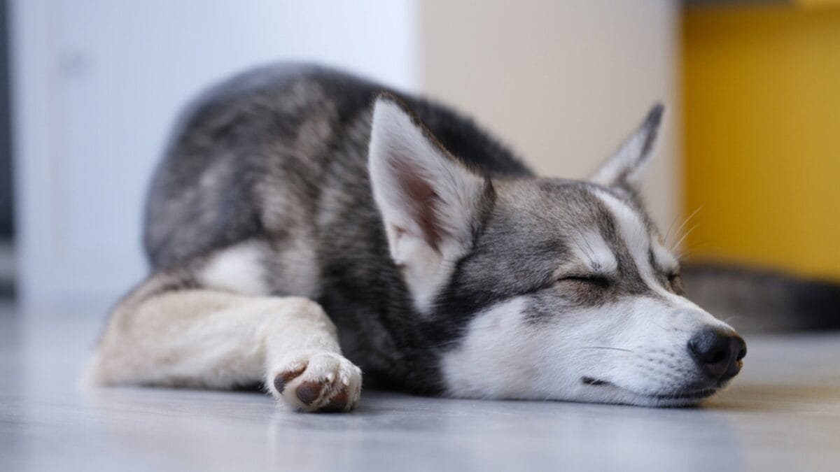 Alaskan Klee Kai: 8 Traits of the Mini Husky with ’70s Roots - The Pros Cons of Owning an Alaskan Klee Kai dp481391636