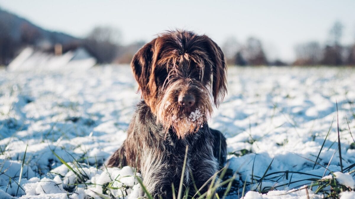 10 Unique Traits of the Wirehaired Pointing Griffon, Thanks to Mendel 4 10 Unique Traits of the Wirehaired Pointing Griffon, Thanks to Mendel - Their Wiry Coat Serves a Practical Purpose dp440555366