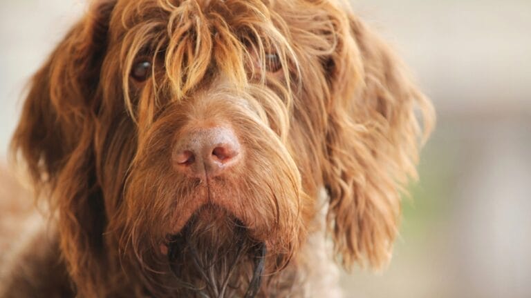 10 Unique Traits of the Wirehaired Pointing Griffon, Thanks to Mendel 9 10 Unique Traits of the Wirehaired Pointing Griffon, Thanks to Mendel - They Have Bushy Mustaches Eyebrows dp11911314