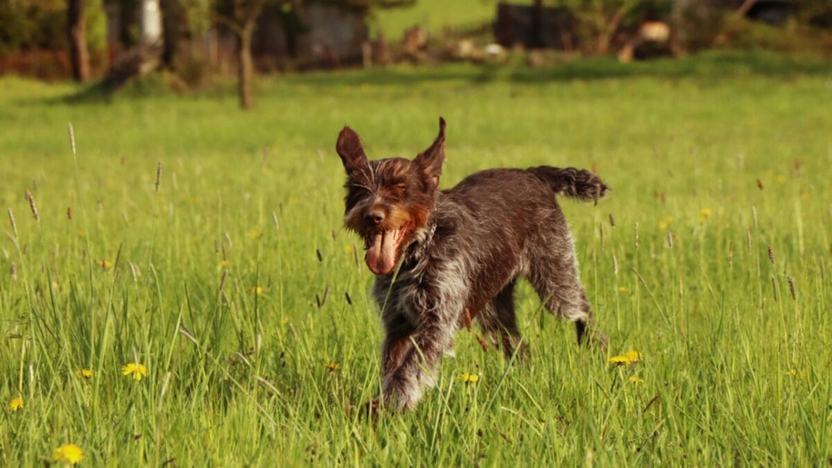 10 Unique Traits of the Wirehaired Pointing Griffon, Thanks to Mendel 7 10 Unique Traits of the Wirehaired Pointing Griffon, Thanks to Mendel - They Have Serious Retrieving Tracking Chops dp391440400