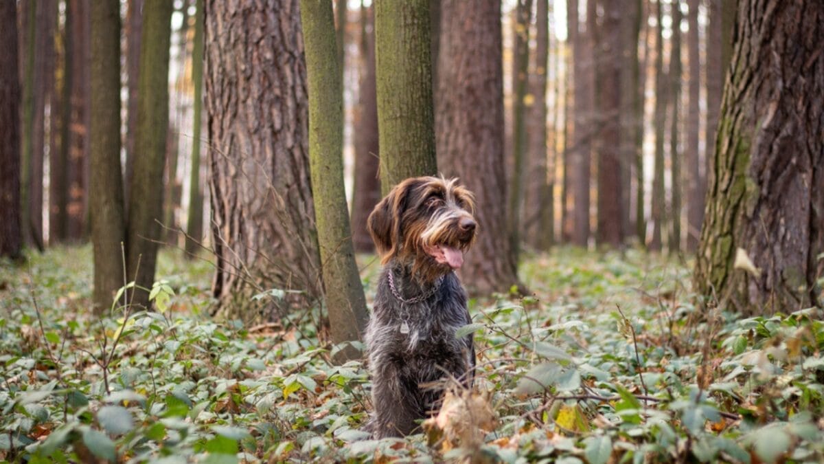 10 Unique Traits of the Wirehaired Pointing Griffon, Thanks to Mendel 9 10 Unique Traits of the Wirehaired Pointing Griffon, Thanks to Mendel - They Have a Famous Royal Fan dp445834954
