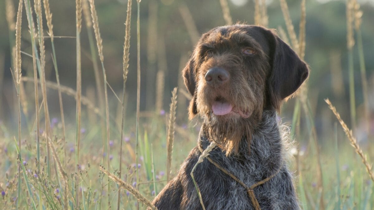 10 Unique Traits of the Wirehaired Pointing Griffon, Thanks to Mendel 5 10 Unique Traits of the Wirehaired Pointing Griffon, Thanks to Mendel - They Were Bred to Be the Ultimate Versatile Hunting Dog dp443174034