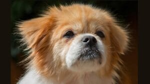 10 Centuries-Old Ways the Tibetan Spaniel Protected Temples & Its People 1 10 Centuries-Old Ways the Tibetan Spaniel Protected Temples & Its People - Tibetan spaniel dog ss406576003