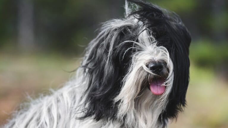 12 Reasons Tibetan Terriers are Unlike Any Other Breed 6 12 Reasons Tibetan Terriers are Unlike Any Other Breed - Tibetan terrier dog ss1814833586