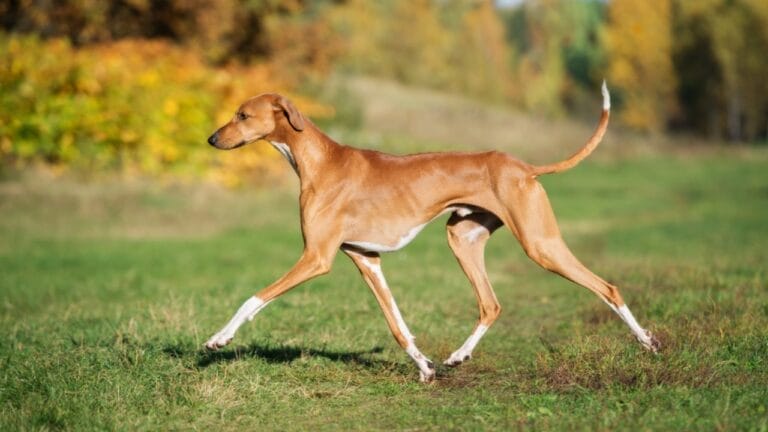 These 13 African Dogs Prove Beauty Comes From Resilience 6 These 13 African Dogs Prove Beauty Comes From Resilience - Tips for Caring for Your Azawakh dp320867688