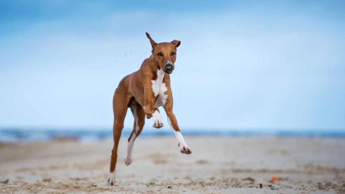 8 Milestones That Shaped the Evolution of the Azawakh Dog - Tips for Caring for Your Azawakh dp320872376