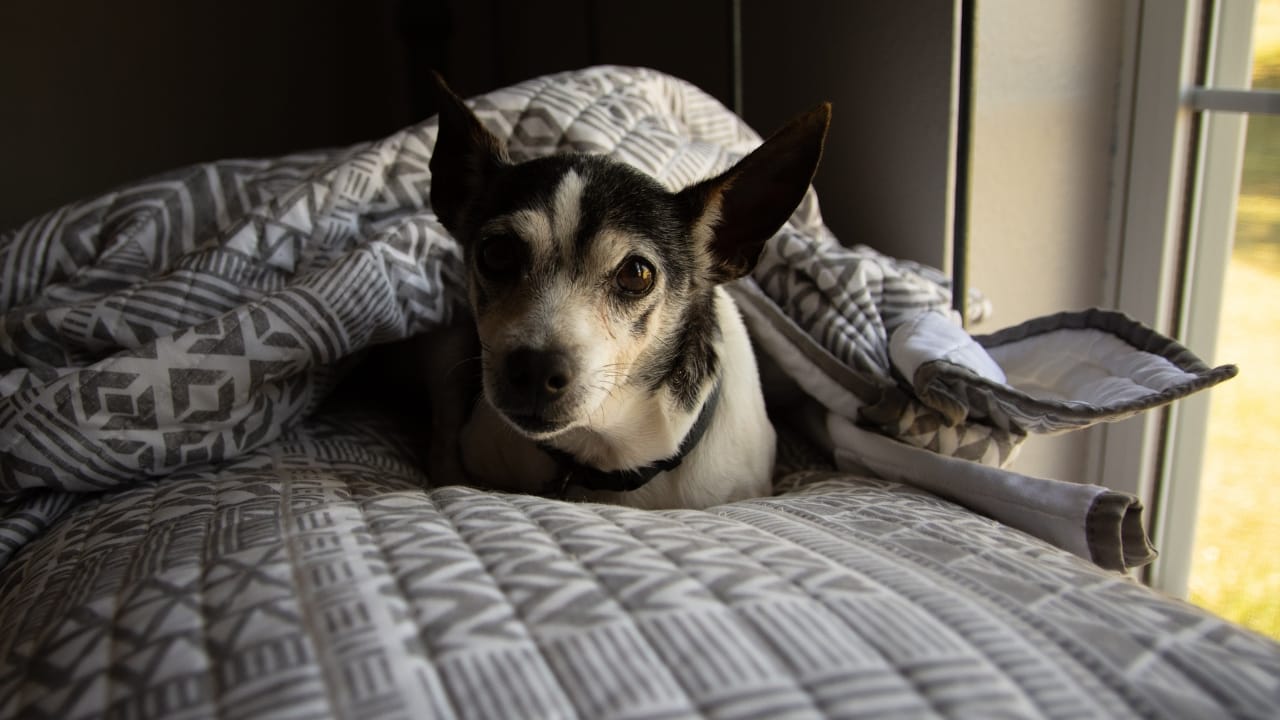 10 Mischievous Habits of the Toy Fox Terrier, the World's Littlest Trickster 10 10 Mischievous Habits of the Toy Fox Terrier, the World's Littlest Trickster - Toy Fox Terrier ss1517446757