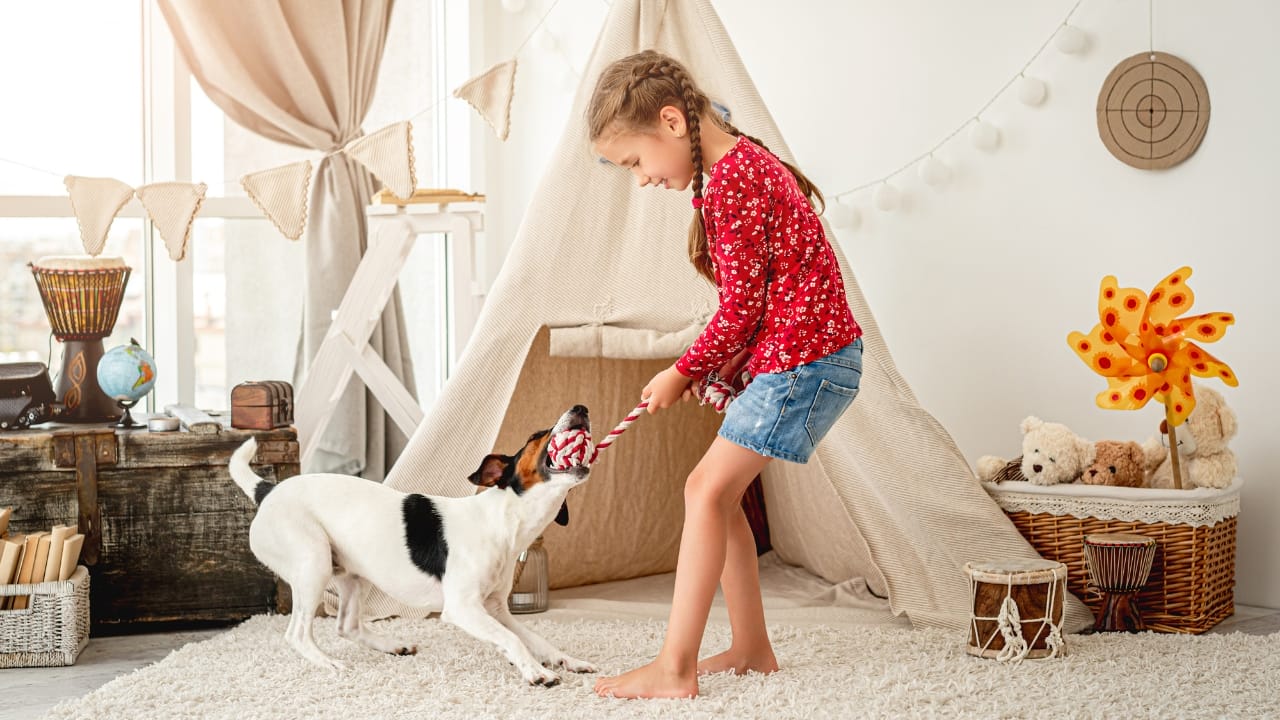 10 Mischievous Habits of the Toy Fox Terrier, the World's Littlest Trickster 7 10 Mischievous Habits of the Toy Fox Terrier, the World's Littlest Trickster - Toy Fox Terrier ss1782181127