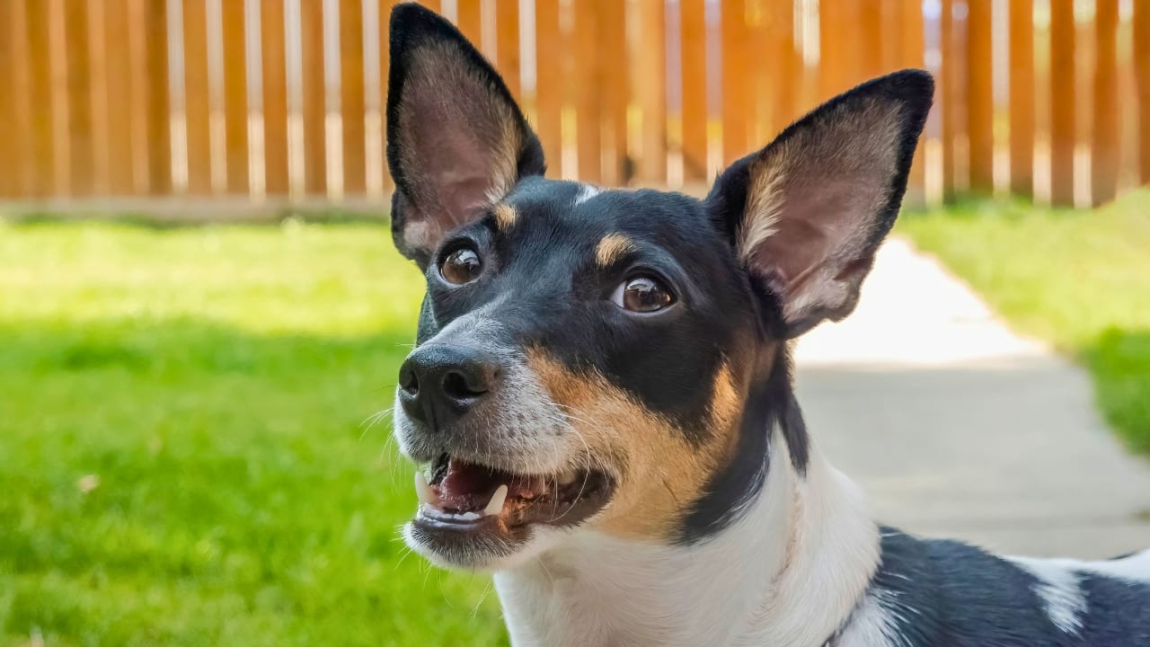 10 Mischievous Habits of the Toy Fox Terrier, the World's Littlest Trickster - Toy Fox Terrier ss2353925763