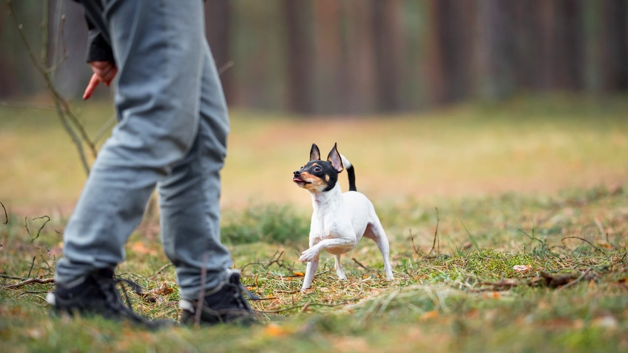 10 Mischievous Habits of the Toy Fox Terrier, the World's Littlest Trickster 11 10 Mischievous Habits of the Toy Fox Terrier, the World's Littlest Trickster - Toy Fox Terrier ss2443591347