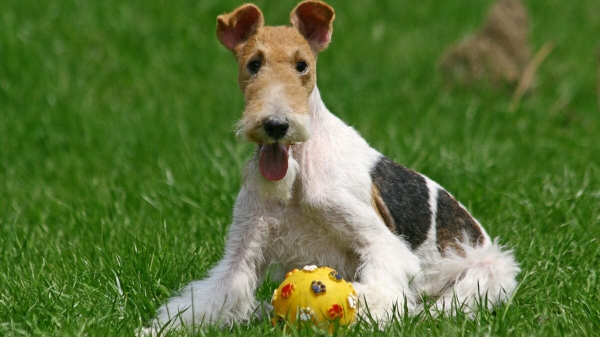 Genius Unleashed: 8 Fun Tricks Your Wire Fox Terrier Can Master 8 Genius Unleashed: 8 Fun Tricks Your Wire Fox Terrier Can Master - Train them to Find Hidden Toys ss46759423