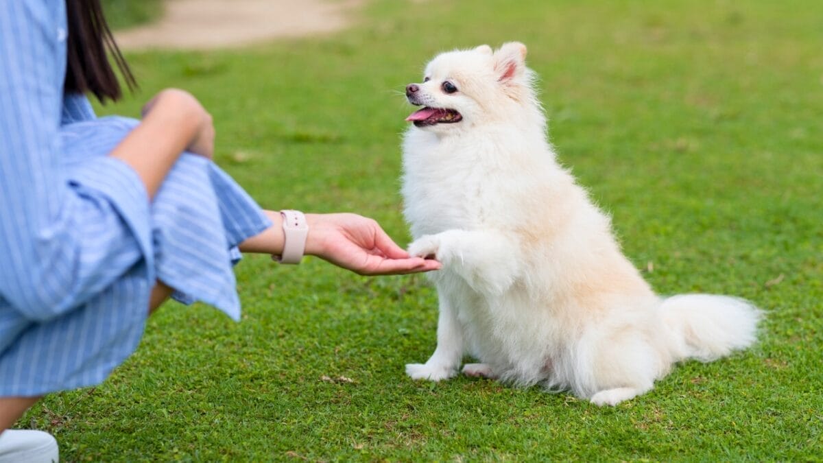 These 17 Dog Breeds are Perfect for Snuggling & Emotional Support - Training pomeranian dp336923910