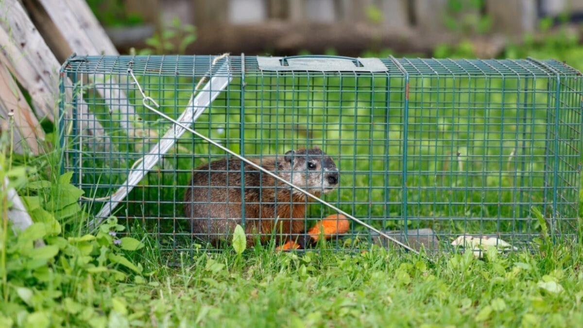 18 Brilliant Ways to Banish Groundhogs from Your Garden 10 18 Brilliant Ways to Banish Groundhogs from Your Garden - Trap Groundhog ss2469337693