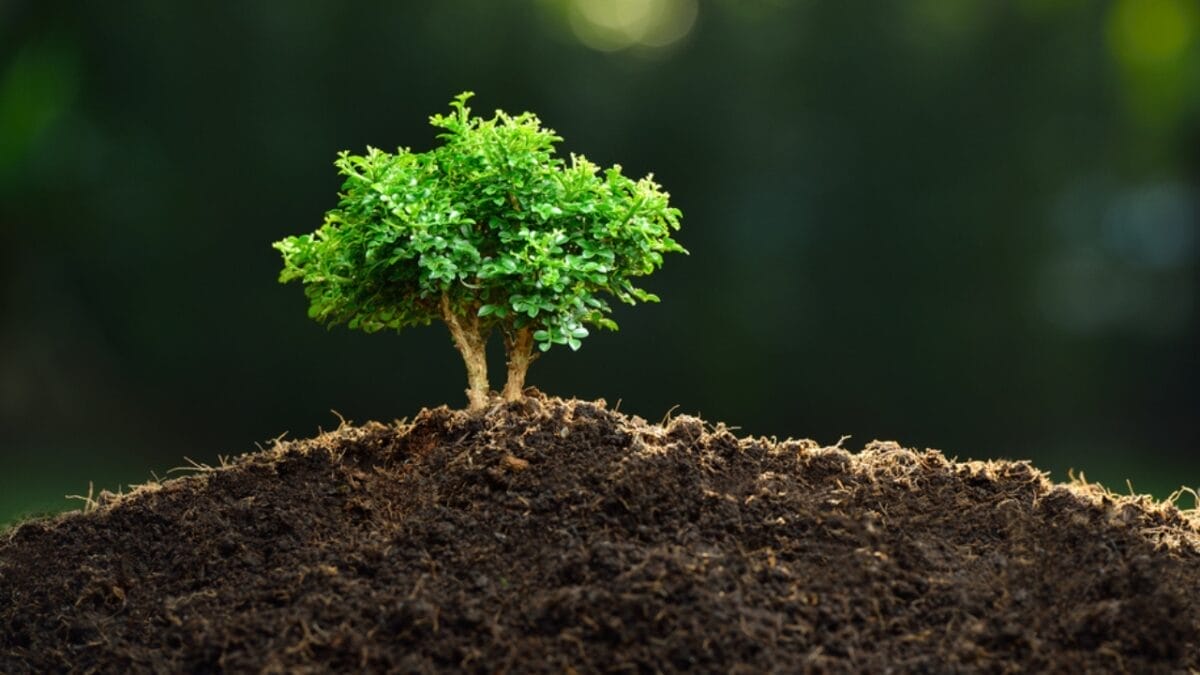 Planting Trees Can Boost Your Home's Value 2 Planting Trees Can Boost Your Home's Value - Tree in Soil ss344479013