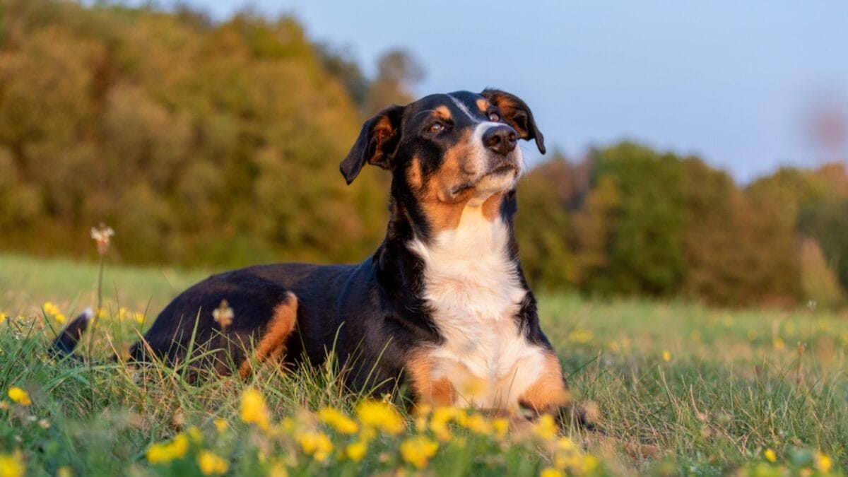 Meet the Appenzeller Sennenhund: 10 Traits of This Rare Swiss Breed 4 Meet the Appenzeller Sennenhund: 10 Traits of This Rare Swiss Breed - Tri Color Coats with a Twist dp409356520