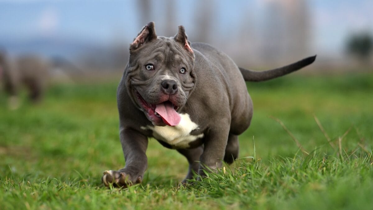 11 Sweet Reasons the All-American Bulldog Is Easy to Love 5 11 Sweet Reasons the All-American Bulldog Is Easy to Love - Two Distinct Types dp357028848