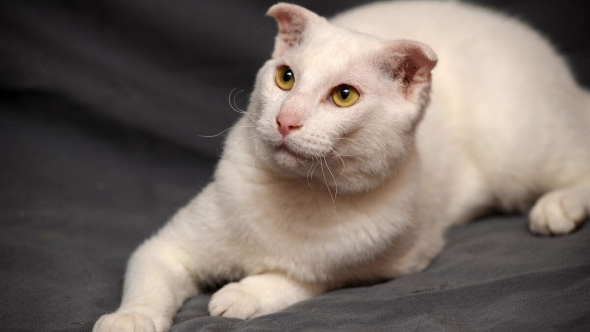 10 Weird Cat Breeds Most People Have Never Seen 8 10 Weird Cat Breeds Most People Have Never Seen - Ukrainian Levkoy ss1143632858