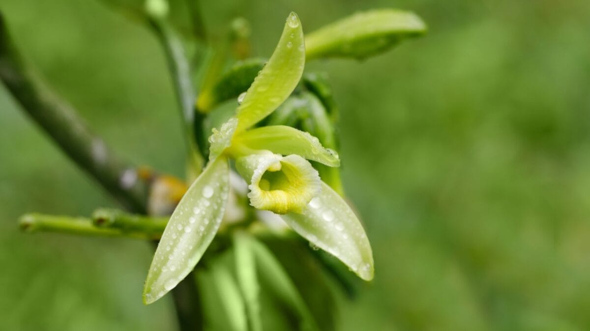 Orchid Symbolism Secrets: What 12 Bloom Colors Really Mean 12 Orchid Symbolism Secrets: What 12 Bloom Colors Really Mean - Vanilla Orchids dp172616704