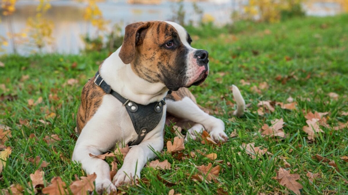 11 Sweet Reasons the All-American Bulldog Is Easy to Love 11 11 Sweet Reasons the All-American Bulldog Is Easy to Love - Versatile Working Dogs dp173316534