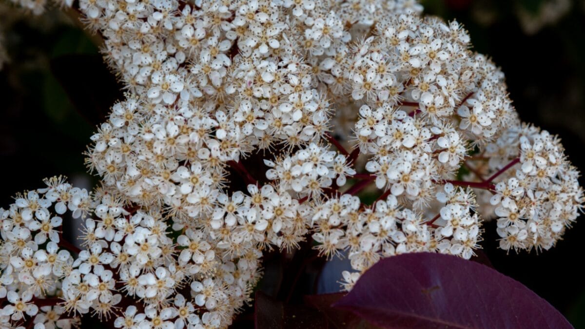 23 Flowering Plants & Herbs That Offer Food for Birds 10 23 Flowering Plants & Herbs That Offer Food for Birds - Viburnum Flower dp368517790