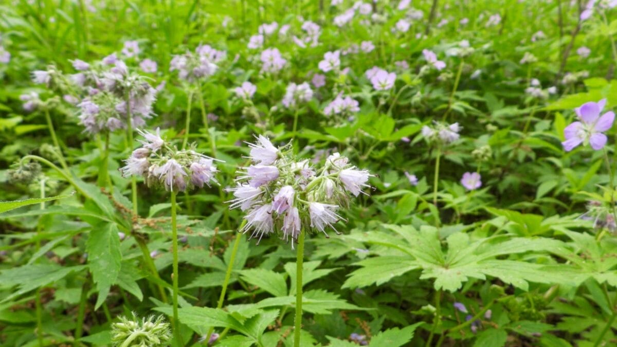 25 Edible Wild Greens to Forage for Your Next Meal - Virginia Waterleaf dp675924892