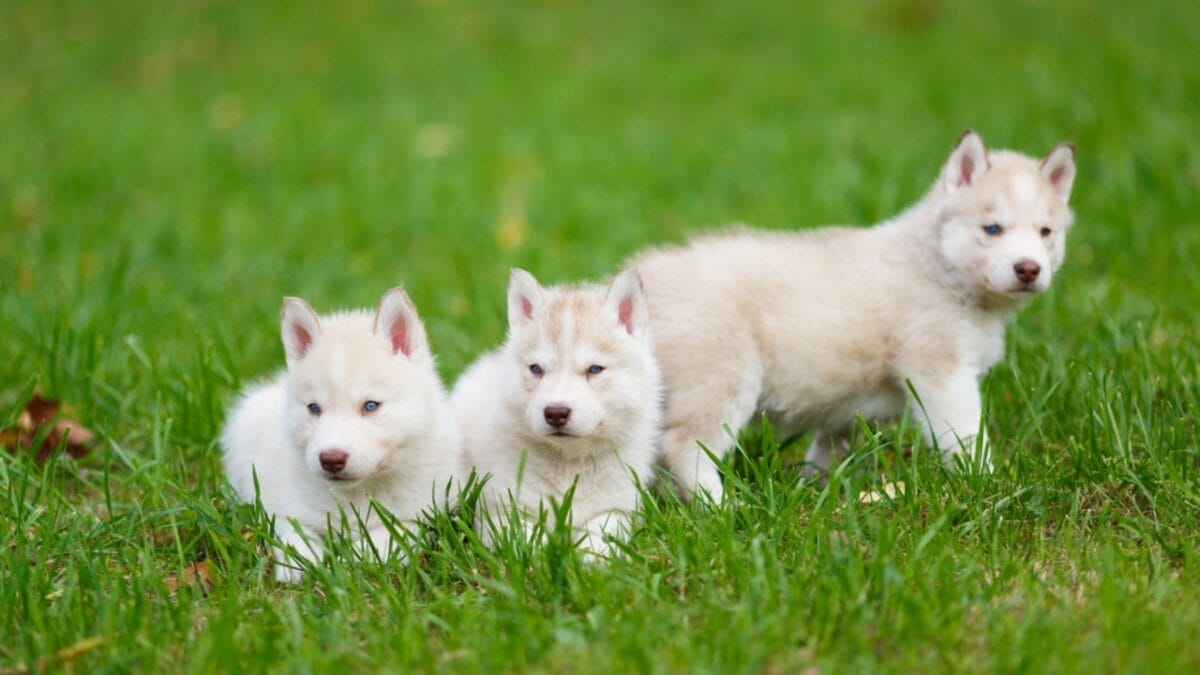 Alaskan Klee Kai: 8 Traits of the Mini Husky with ’70s Roots - Vocal Watchdogs dp63302855