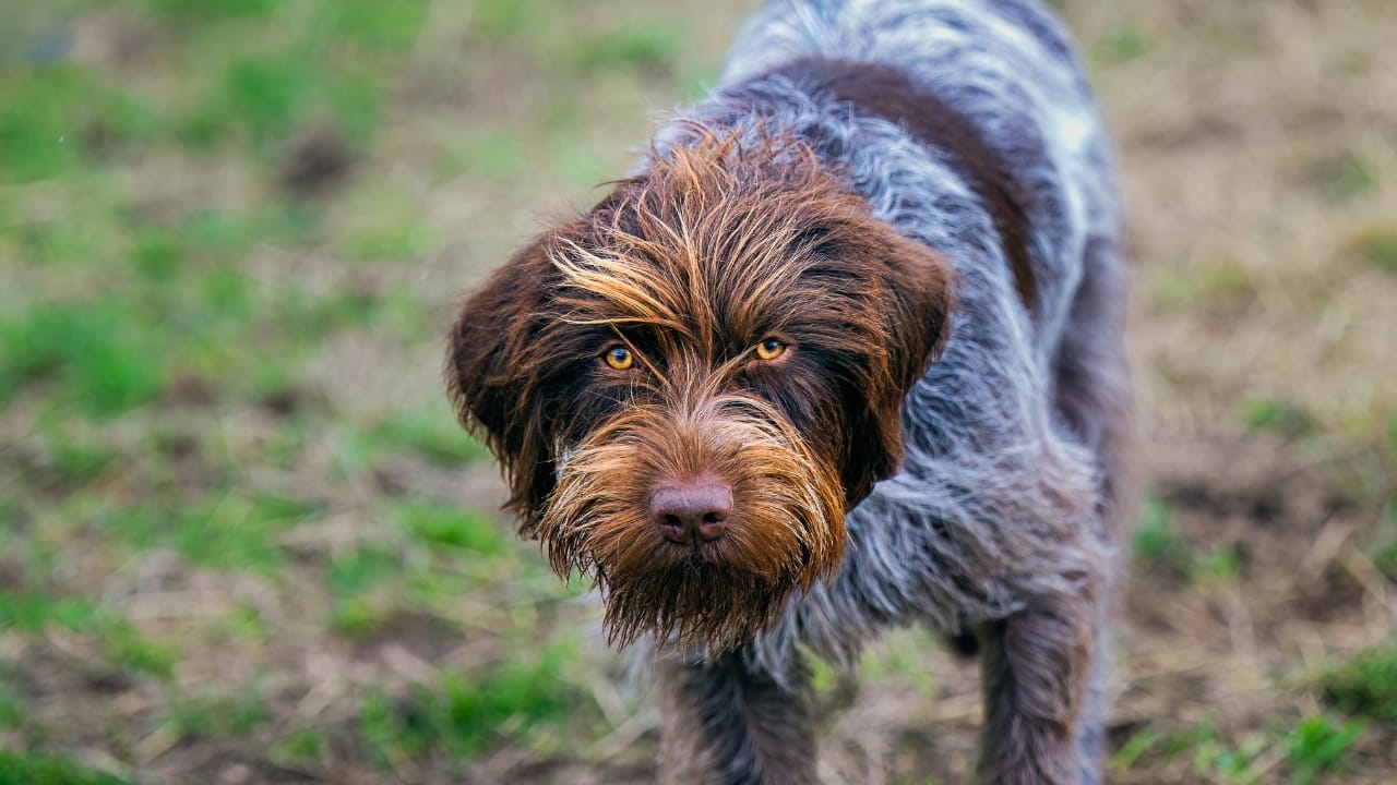 10 Unique Traits of the Wirehaired Pointing Griffon, Thanks to Mendel 11 10 Unique Traits of the Wirehaired Pointing Griffon, Thanks to Mendel - WIREHAIRED POINTING GRIFFON ss2438213765
