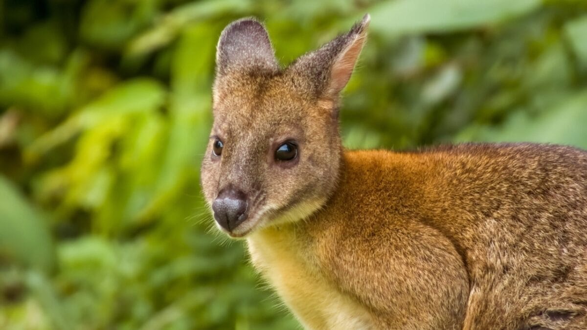 12 Unusual Pets People Adore Beyond Cats & Dogs 9 12 Unusual Pets People Adore Beyond Cats & Dogs - Wallabies ss2429820407