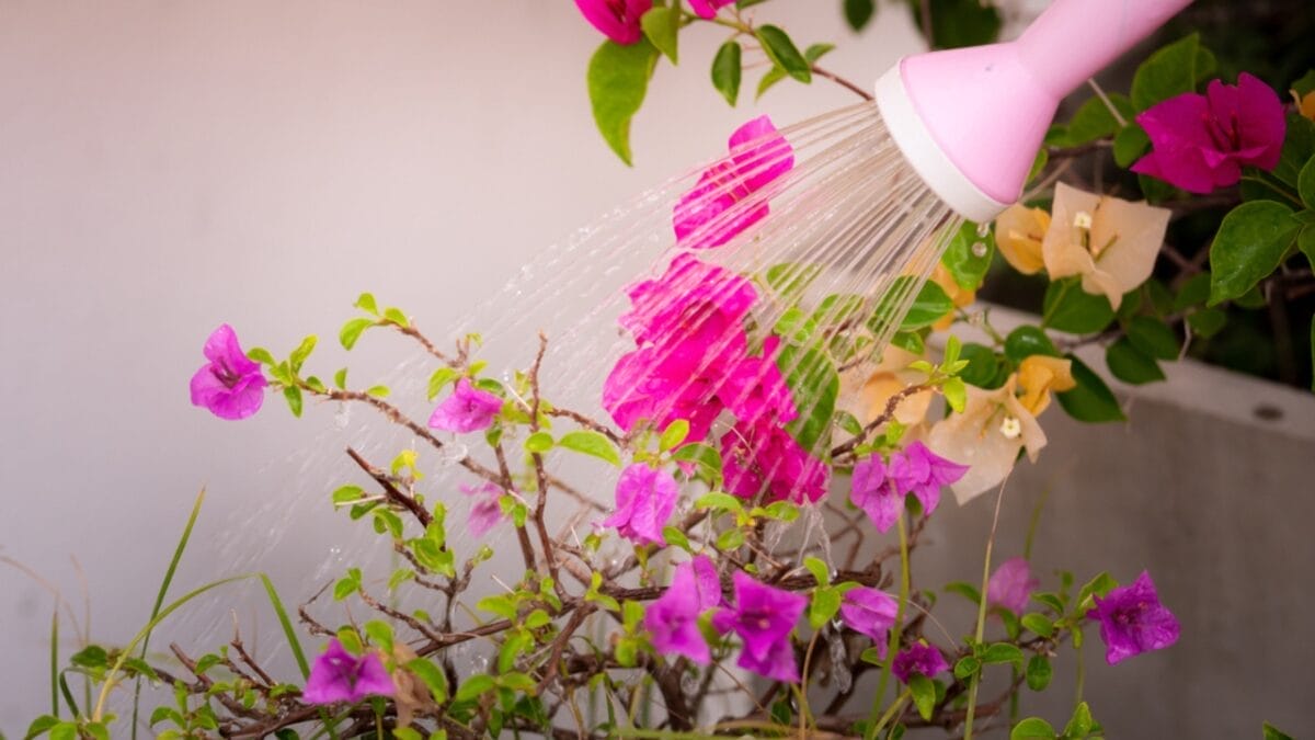 15 Garden Watering Mistakes That are Killing Your Plants 4 15 Garden Watering Mistakes That are Killing Your Plants - Watering Bougainvillea ss1828127783