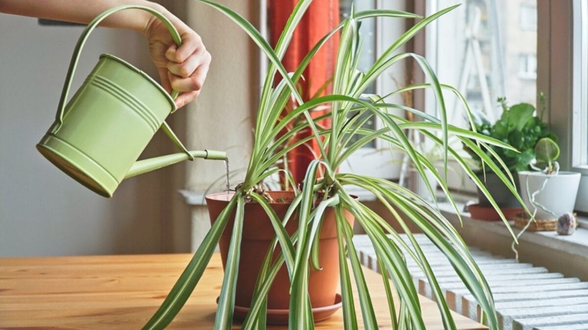 why spider plants are almost impossible to kill (and how to actually do it right) 4 why spider plants are almost impossible to kill (and how to actually do it right) - Watering Spider Plant ss2431069105