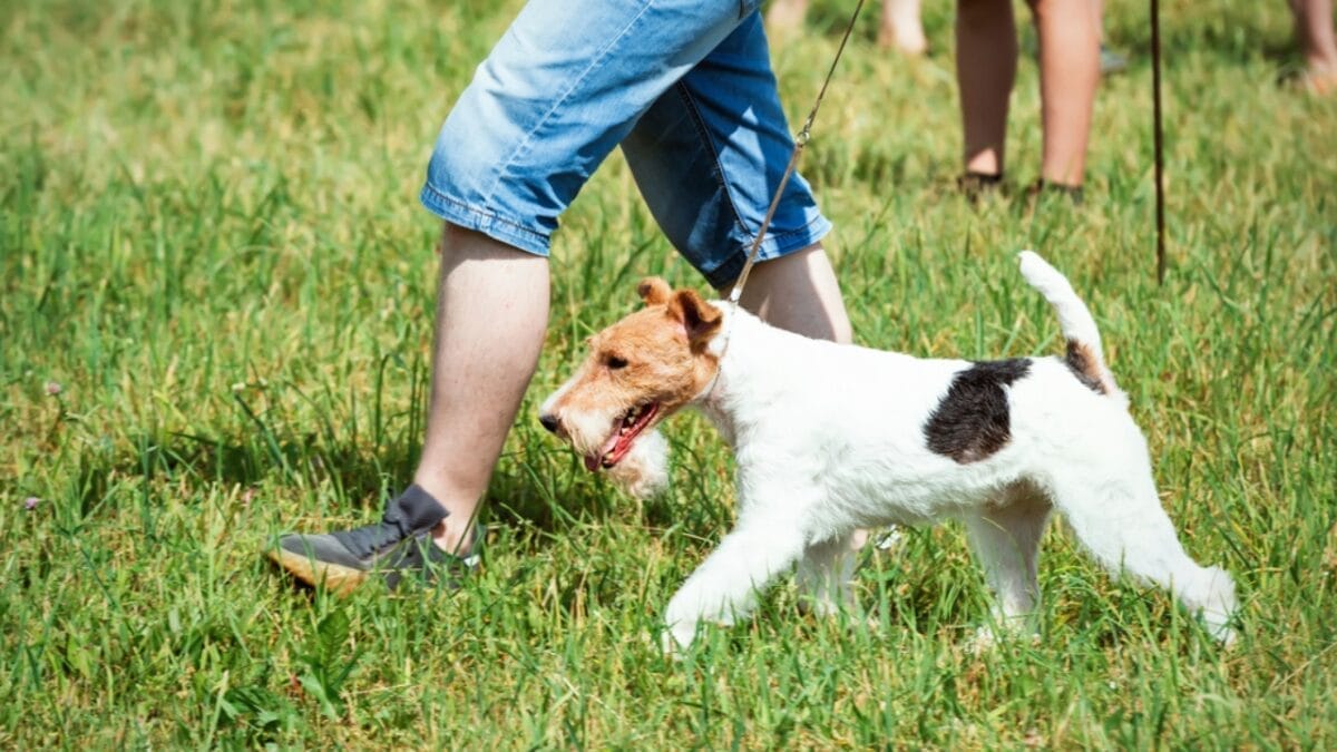 Genius Unleashed: 8 Fun Tricks Your Wire Fox Terrier Can Master 5 Genius Unleashed: 8 Fun Tricks Your Wire Fox Terrier Can Master - Weave Smoothly between Your Legs ss1998125507