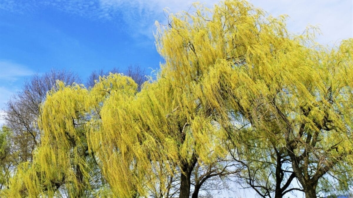 12 Most Beautiful Trees in America & What They Represent 5 12 Most Beautiful Trees in America & What They Represent - Weeping Willow ss2281874851