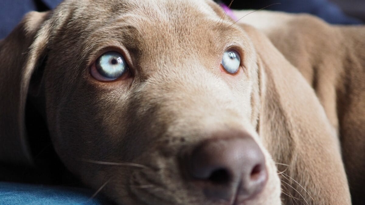 10 Dog Breeds with the Most Beautiful Eyes 8 10 Dog Breeds with the Most Beautiful Eyes - Weimaraner dp78711762