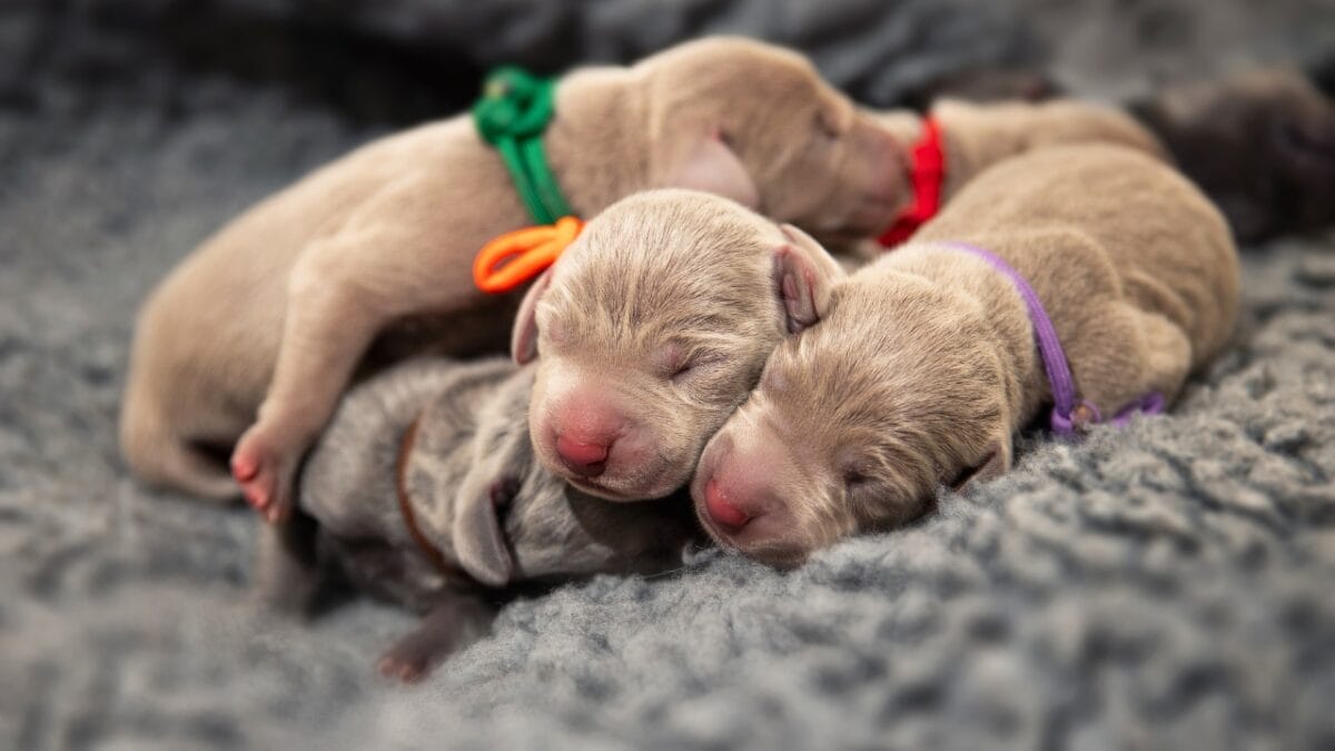 The Weimaraner's Rise to Fame: 10 Facts Behind the 2024 Crufts Victor - Weimaraner Puppies Are Born with Stripes dp535698404