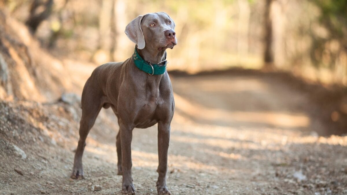 The Weimaraner's Rise to Fame: 10 Facts Behind the 2024 Crufts Victor - Weimaraner dp184669364