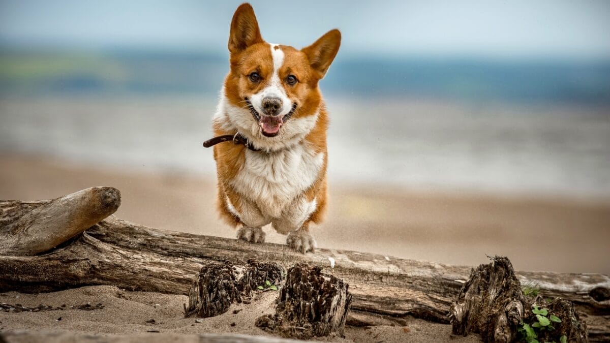 Meet 20 Adorable Dog Breeds with Pointy Ears & Unique Personalities - Welsh Corgi Cardigan ss475423210