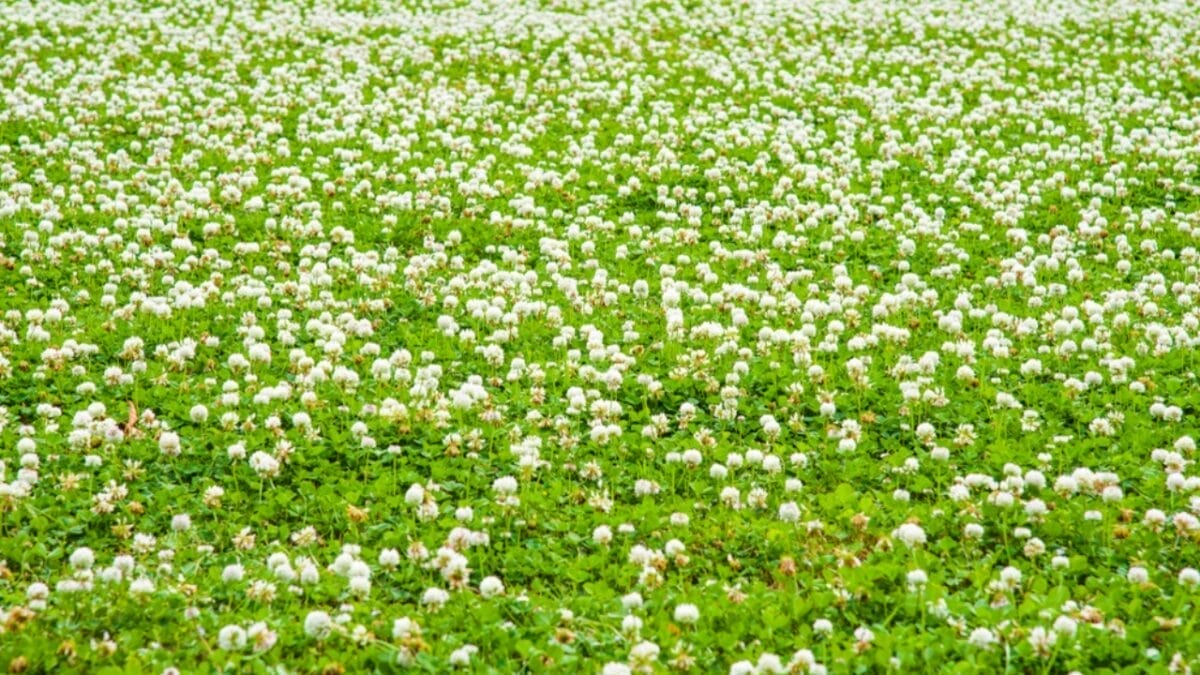Why Zucchini & White Clover Are the Perfect Garden Duo - White Clover Flower ss1445145140