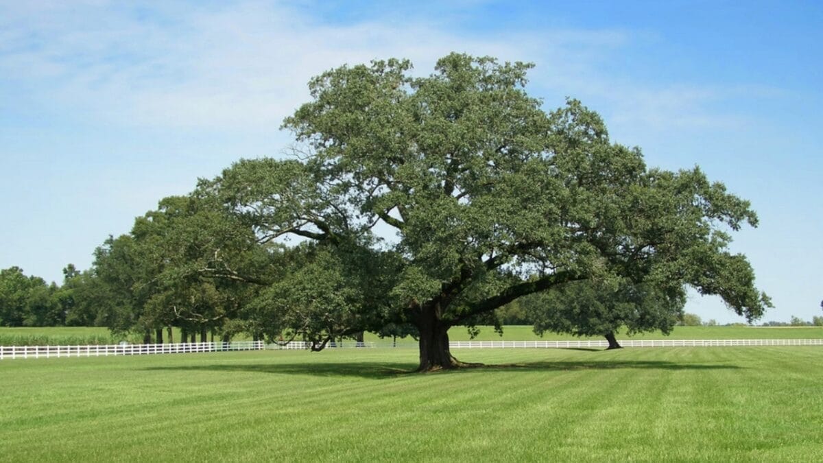 Boost Your Home’s Value by 15% With These 10 Stunning Trees 6 Boost Your Home’s Value by 15% With These 10 Stunning Trees - White Oak ss2241464