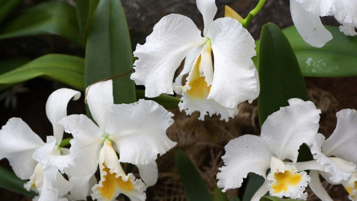 18 Plants That Flourish in Humid Bathrooms 10 18 Plants That Flourish in Humid Bathrooms - White Orchids dp351011638