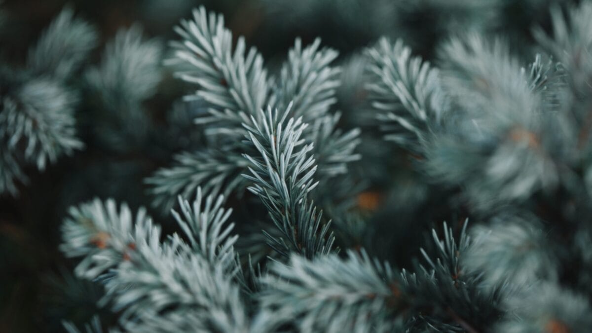 12 Most Beautiful Trees in America & What They Represent 4 12 Most Beautiful Trees in America & What They Represent - White Pine dp206390346