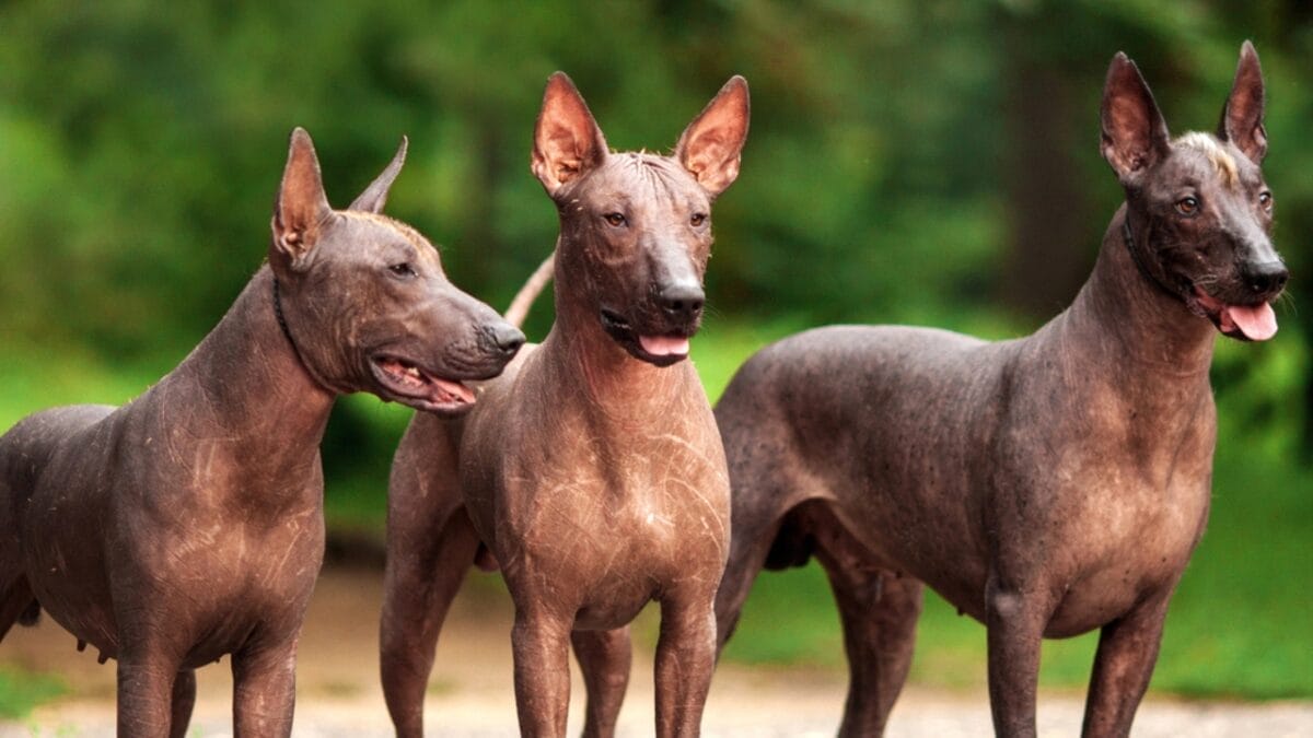 15 Dog Breeds With Coats That Are Living Works of Art 14 15 Dog Breeds With Coats That Are Living Works of Art - Xoloitzcuintli dp120110936
