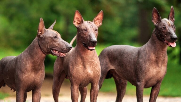 The Xoloitzcuintli: 10 Reasons Why This Breed is Delightfully Weird & Wonderful 2 The Xoloitzcuintli: 10 Reasons Why This Breed is Delightfully Weird & Wonderful - Xoloitzcuintli dp120110936