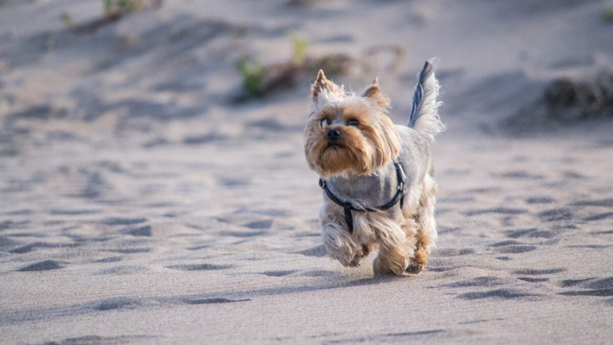 10 Reasons Why Dogs Destroy Their Toys 6 10 Reasons Why Dogs Destroy Their Toys - Yorkshire Terriers Smoky the World War II Hero dp195405864