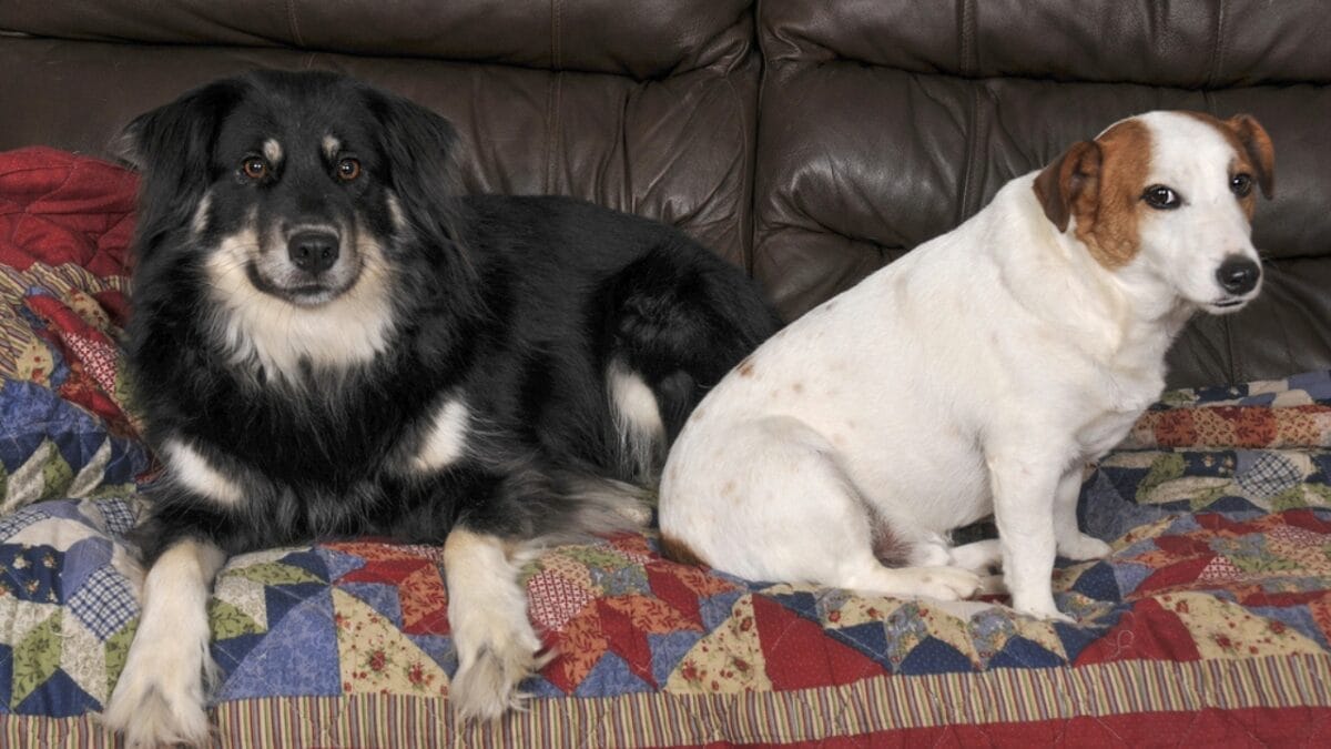 Why ‘Adopt, Don’t Shop’ Matters: 18 Reasons to Skip the Breeder 9 Why ‘Adopt, Don’t Shop’ Matters: 18 Reasons to Skip the Breeder - adopted dog dp135095162