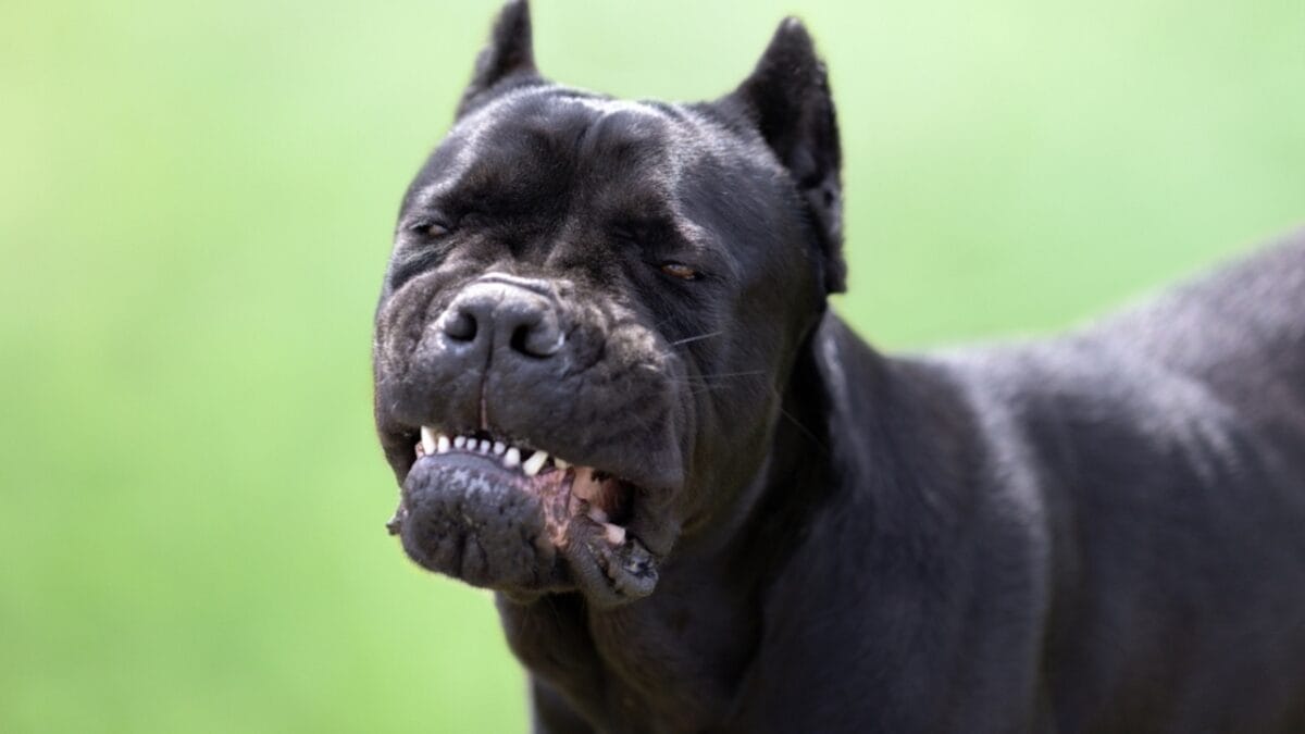 Debunking the Top 10 Cane Corso Myths 2 Debunking the Top 10 Cane Corso Myths - aggressive cane corso dog ss2289849523