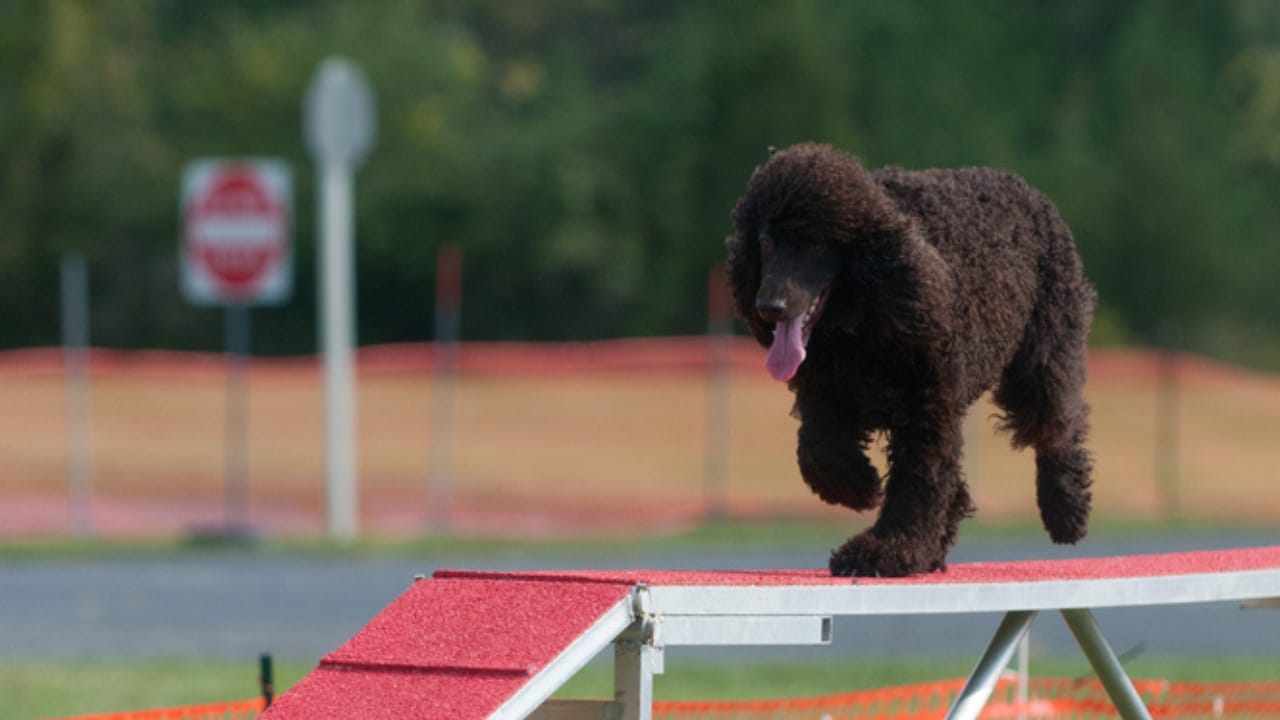 10 Reasons the Irish Water Spaniel is a Hidden Gem Among Dog Breeds 9 10 Reasons the Irish Water Spaniel is a Hidden Gem Among Dog Breeds - agility irish water spaniel ss1996857977