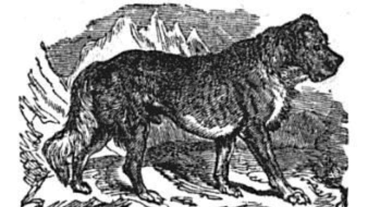 9 Dog Breeds That Once Roamed Earth But Now Are No Longer With Us - alpine spaniel wc