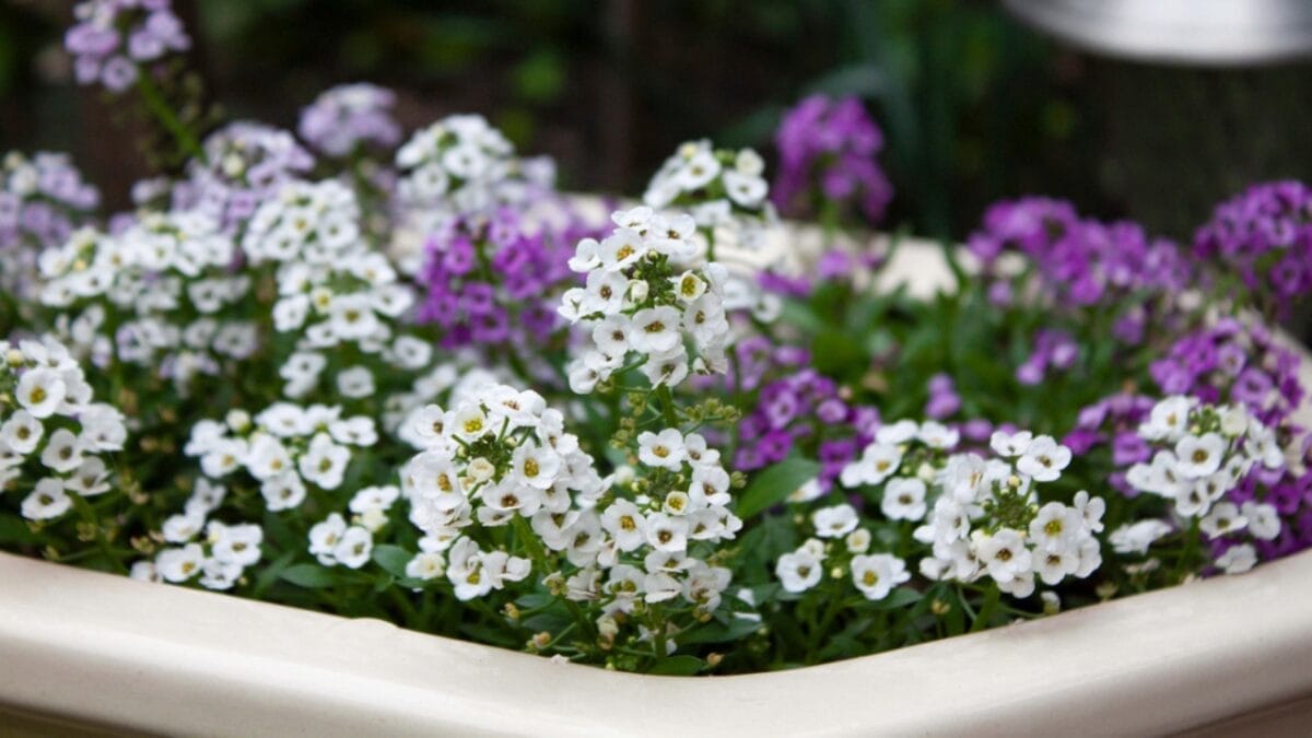 Tiny But Mighty: 22 Small Flowers That Transform Any Garden 8 Tiny But Mighty: 22 Small Flowers That Transform Any Garden - alyssum plant ss1731442648